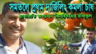 Darjeeling_Komla_Jhenaidah। ঝিনাইদহে দার্জিলিং কমলা চাষ। সমতলে কমলা চাষ