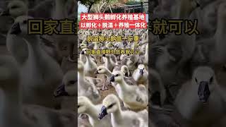 #狮头鹅 #原种一号狮头种鹅 #狮头鹅苗孵化厂  #animals