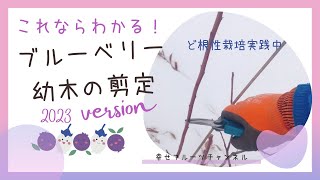 これならわかる！ブルーベリーの【幼木の剪定】2023version～ど根性栽培実践中～