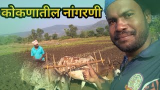 कोकणातील कडवे पावटे वालाची शेतीची नांगरणी | Konkanatil Kadve Pavte Walachi Sheti