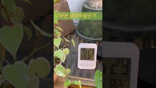 #장마 #식집사 #열대우림 🫠습도가 이게 무슨일인가…