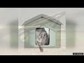 vevor heated cat house foldable kitty shelter with heated pad green middle review