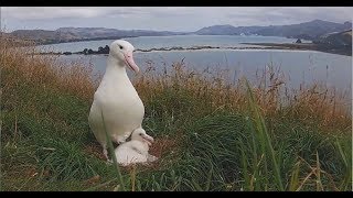 2018/02/14 Royal Albatross~The little one has grown up~3:07pm