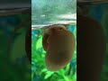 Mystery Snail Feeling The Beat