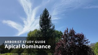 Apical dominance | Tree Biology