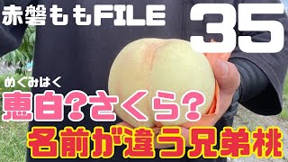 ♯167 名前が違うふたつの桃【赤磐産モモFile No. 35】恵白\u0026さくら【桃の品種紹介】