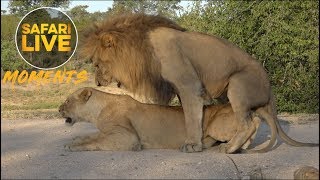#ThrowbackThursday: Birmingham Boy Lion Mating with Amber Eyes