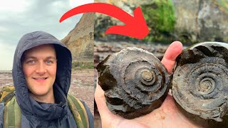 Perfect Ammonite Rock Cracked Open - Fossil Hunting