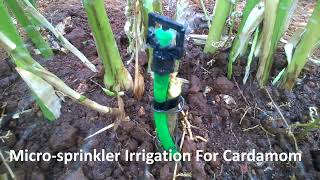 Agriculture Tech 1 Micro sprinkler Irrigation For Cardamom