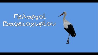 Πελαργοί Βαφειοχωρίου