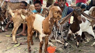 22 Oct 2023 | নাটোর তেবাড়ীয়া হাটে ক্রস বাচ্চা ও ক্রস বড় ছাগলের দাম জানুন। Goat Market