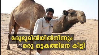 Desert Camel | മരുഭൂമിയില്‍ വെച്ചോരു ഒട്ടകത്തിനെ കിട്ടി