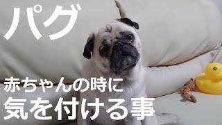 パグの特徴　赤ちゃんパグの時に気を付ける事を６つお話しします　Here are 6 things to keep in mind when you're a baby pug.