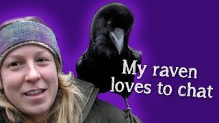 Fable the Raven |  Did you know Ravens can talk?!