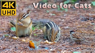 Strolling Through Maple Woods: November Adventures with Squirrels, Birds for Cats to Watch😻 4K