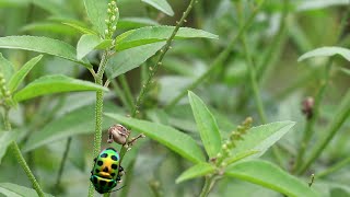 বন মরিচের ঔষধি গুন || ছাগলনাদি গাছ || ঝুরঝুরি || বিভিন্ন রোগ নিরাময় বন মরিচ || বন মরিচ || Tooth Cup