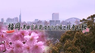 【桜名所 九州】福岡県福岡市_舞鶴公園