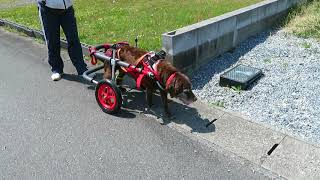 はな工房の犬用車椅子　ラブラドールレトリーバー　ロビンちゃん♪