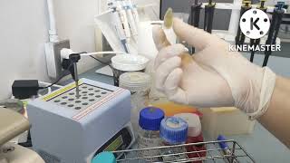 DNA isolation from chicken blood