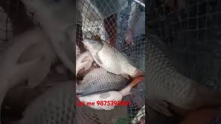 sahil fish supply golden fish