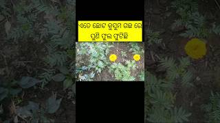 ଏତେ ଛୋଟ କୁସୁମ ଗଛରେ ଫୁଲ ଫୁଟିଛି #youtubeshorts #shorts #viral