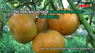 Tangerine orchards become eco tourism destination in southern Vietnam