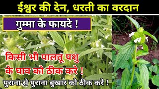 गुम्मा, द्रोणपुष्पी (Dronapushpi) के फायदे | Benefits of Gumma, Dronapushpi #gumma