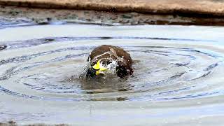 Masked Lapwing bathing