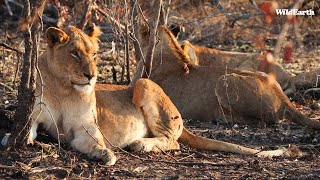 SafariLIVE Sunrise Safari - 03 July 2024