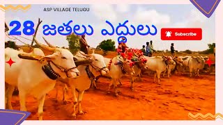 28 రకాల జతల ఎద్దుల పోటీలు, 28 pairs of bulls different levels size bulls looks eye