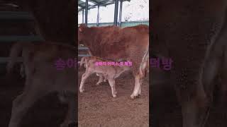 송아지 젖 먹방#어미소 모정 #shorts🐮🐂🐄 #cow #cows #cowvideos