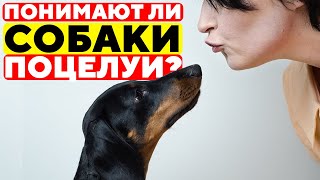 Что РЕАЛЬНО Чувствуют Собаки, Когда Вы Их ЦЕЛУЕТЕ и ОБНИМАЕТЕ? (шокирует)