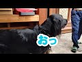 とある犬の休日【フラットコーテッドレトリーバー 41】