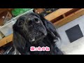 とある犬の休日【フラットコーテッドレトリーバー 41】