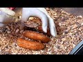 Ssiat Hotteok (Sweet Pancake with Seed) - Korean Street Food / Busan, Korea