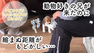 動物好きの兄が遊びに来たのに、心を開いてくれないビーグル子犬でしたが…