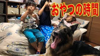 秋田犬・シェパード犬・孫達も・おやつの時間は嬉しいね♪ Snack time with dogs