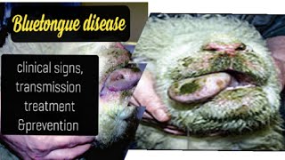 Bluetongue disease in cattle , clinical signs, transmission, treatment \u0026 prevention