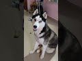 beautiful✨ $$ husky videos