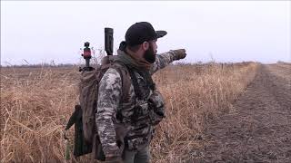 In the Field Tips On How To Target Coyotes