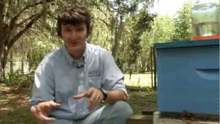 Why Are Honeybees Important?