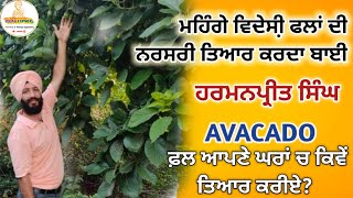 ਮਹਿੰਗੇ ਵਿਦੇਸੀ਼ ਫਲ ਘਰਾਂ ਚ ਕਿਵੇਂ ਤਿਆਰ ਕਰੀਏ? AVOCADO FRUIT FARMING IN PUNJAB #avacado