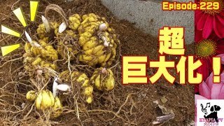 ユリの球根巨大化！掘り起こしてびっくり！なにこれ？229　Lily bulbs were huge in six years.