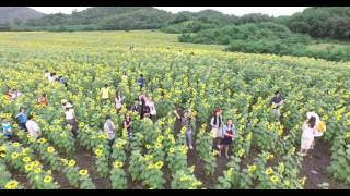 ไร่มณีศรทุ่งทานตะวันที่โคราช ใหญ่ที่สุดในประเทศไทย