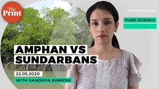 How mangroves like the Sundarbans weaken a cyclone before it hits land
