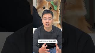 狗虽是畜生,但通人性 狗狗 萌宠好物 新手养狗 养狗人 养狗经验分享