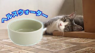 ヘルスウォーター魔法の器がやってきて美味いニャと喜ぶ猫