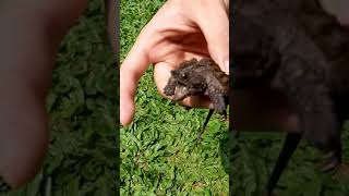 trying baby alligator snapping turtle strong bite