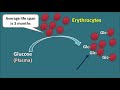 hemoglobin a1c hba1c test for diabetes