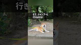 Vol.785 柴犬るな　暑中お見舞いを申し上げる柴犬【シャンプー】【ココットベール】japanese dog grooming @shiba-dogg-lunachannel0913